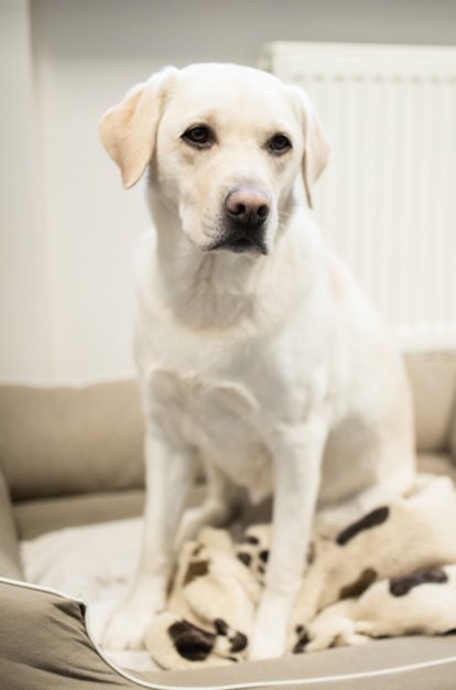 [Translate to English:] Pippa